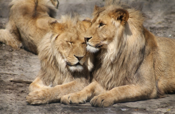 2 льва умерли после заражения коронавирусом в японском зоопарке